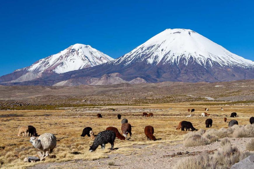 UNTERWEGS IN NORDCHILE (TEIL 1) VON ARICA IN DEN LAUCA NATIONALPARK