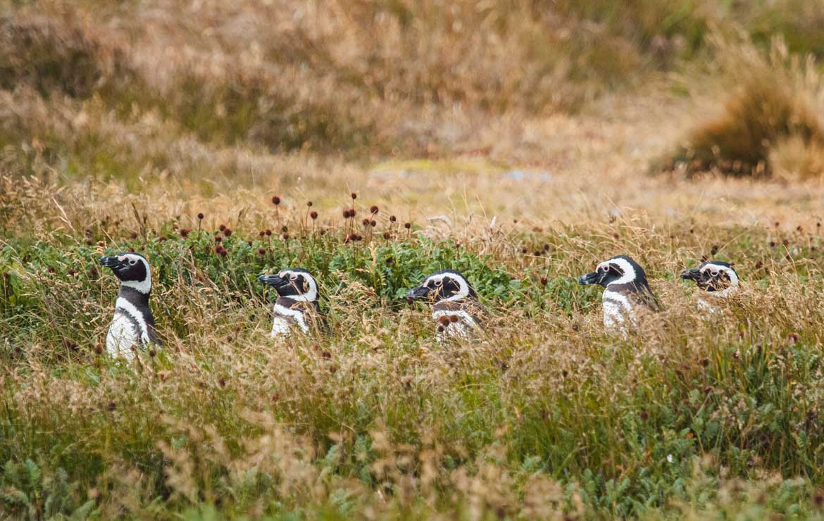 Magellan Pinguin (Speniscus magellanicus), Seno Otway,Chile - Magellanic penguin (Speniscus magellanicus), Seno Otway,Chile