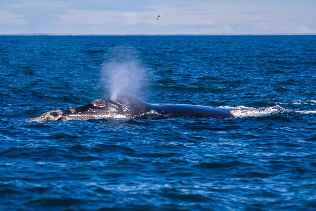 südlicher Glattwal,Halbinsel Valdes,Argentinien,Südamerika - Southern Right Whale,Peninsula Valdes,Argentina,Southamerica