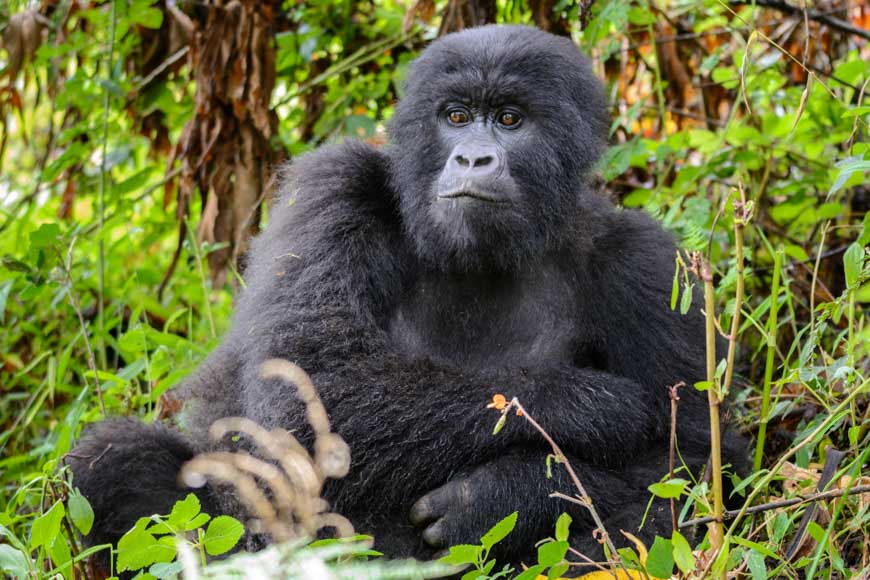 Mgahinga Gorilla Nationalpark - Bild kostenlos herunterladen bei pictjour.com