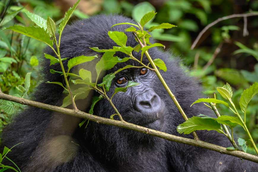 Berggorilla in Uganda - Bild kostenlos herunterladen bei pictjour.com