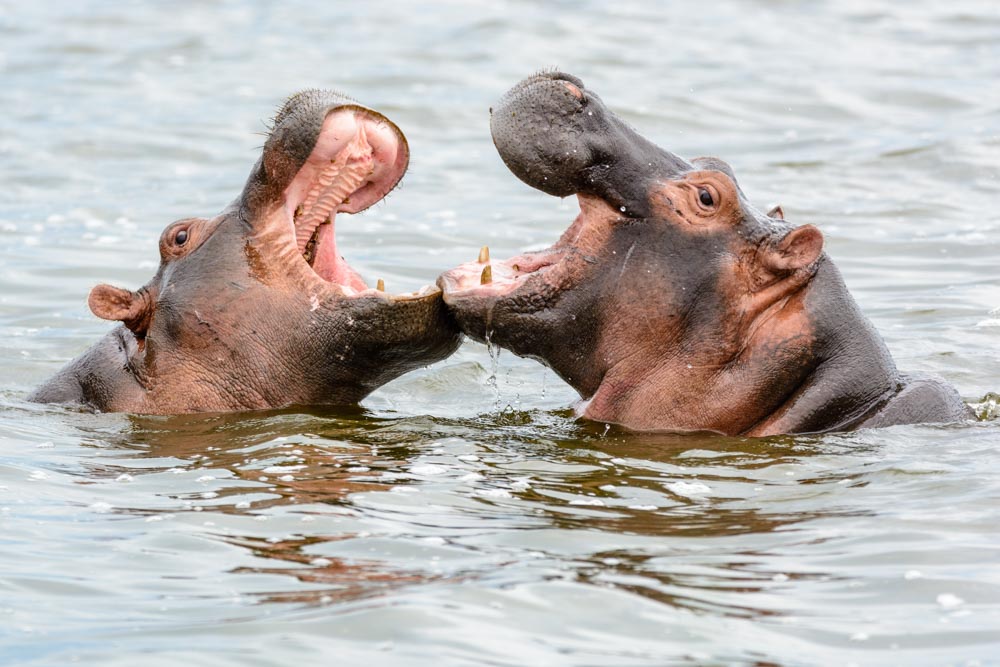Spielende Flusspferde im Queen Elizabeth Nationalpark in Uganda - Bild kostenlos herunterladen bei pictjour.com