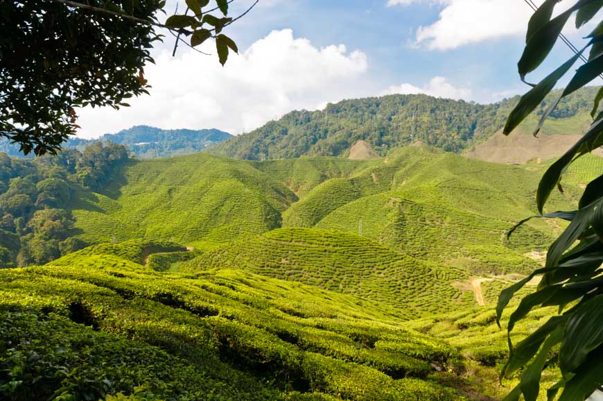 Teeplantage, Cameron Highlands, Malaysia - Bild kostenlos herunterladen bei pictjour.com